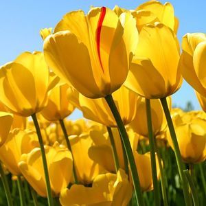 Meet your Posher, Mia